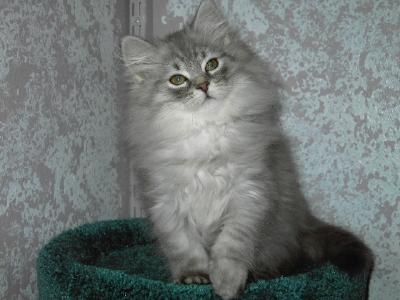 blue siberian cat