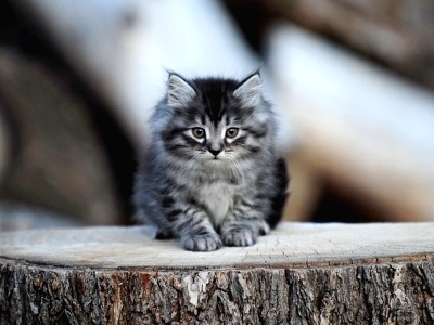 kittens156