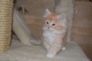 Male #1