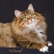 Charodey Luna