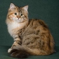 CHARODEY MALVINA