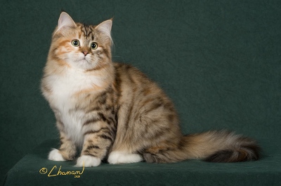 CHARODEY ADELINA