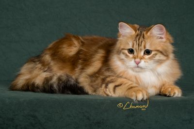 CHARODEY DARIA