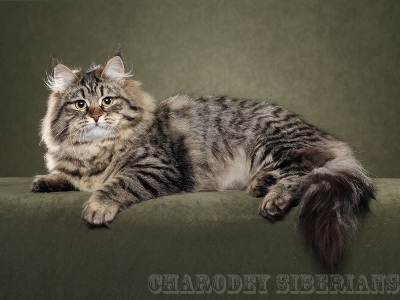 CHARODEY ILONA