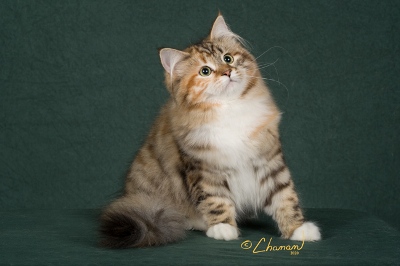 CHARODEY MALVINA