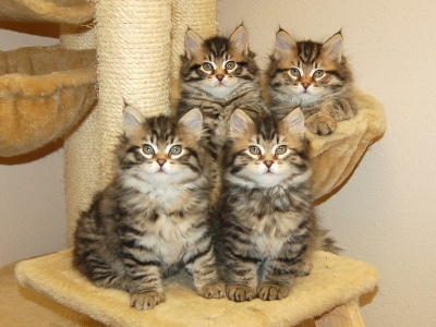 Kitten Care 1