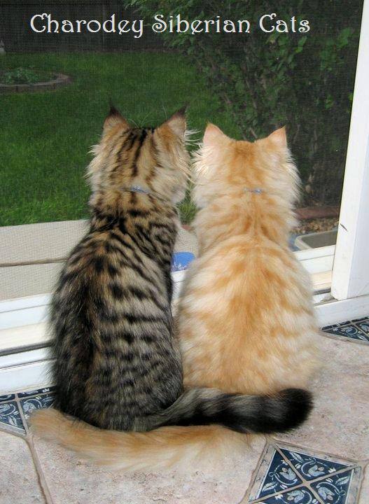 Kitten Care 3