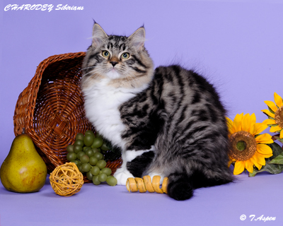 Kitten Care 4
