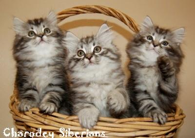 Kitten Care 5
