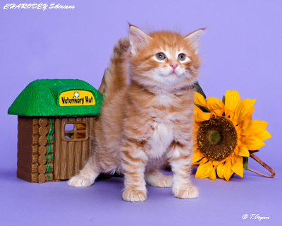 Kitten Care 6