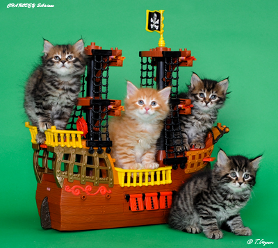 Kitten Care 7